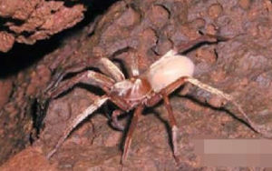 考艾島洞狼蛛 考艾島洞狼蛛