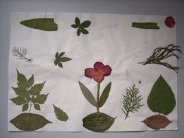 秋天的圖畫 秋天的圖畫