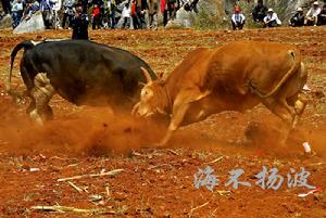 金華鬥牛