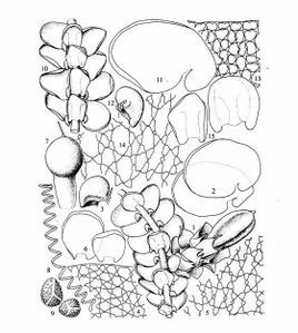 列胞歐耳葉苔 列胞歐耳葉苔