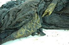 “三合土”巨棺的發掘鑑定