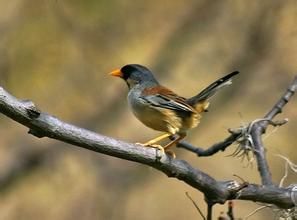 黃紋印加雀 黃紋印加雀