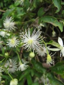 鼎湖鐵線蓮 鼎湖鐵線蓮