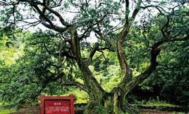 紹興會稽山古香榧群 紹興會稽山古香榧群