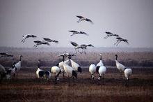 鹽城濱海濕地高清組圖