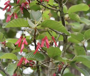 纏結龍腦香 纏結龍腦香