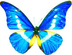 光明女神蝶 光明女神蝶