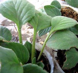 苔狀小報春 苔狀小報春