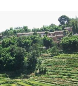 老茶地自然村 老茶地自然村