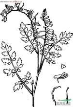 喀什黃堇 喀什黃堇