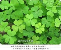 為黃花酢漿草,非三葉草