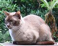 朱古力色英國緬甸貓緬甸貓的毛髮有絲綢般光澤，不用特意梳理。英國緬甸體型較小，但不會小得像東方短毛貓。[3]，而美國緬甸貓則較強壯。純種緬甸貓的壽命比一般純種貓長壽，可活到16至18歲。