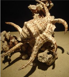 水字蜘蛛螺 水字蜘蛛螺