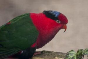 黃紋綠吸蜜鸚鵡巴布亞亞種 黃紋綠吸蜜鸚鵡巴布亞亞種