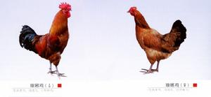 琅琊雞 琅琊雞