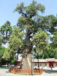 中國十大千年古樹 中國十大千年古樹