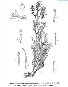 假小葉黃堇 假小葉黃堇