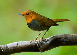 日本歌鴝 日本歌鴝