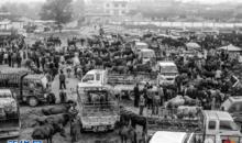 鹽官鎮[甘肅禮縣鹽官鎮]