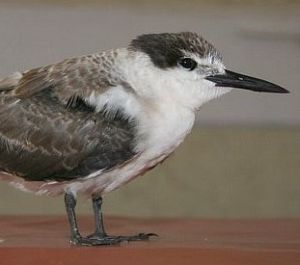 褐翅燕鷗 褐翅燕鷗