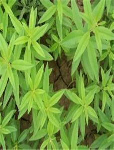 小思茅香草 小思茅香草