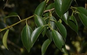 尾葉冬青 尾葉冬青