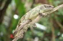 所羅門蜥 所羅門蜥