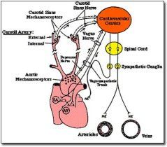 腎上腺素 腎上腺素