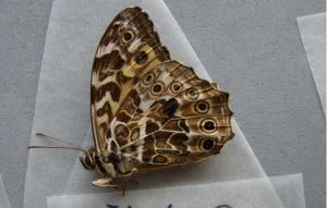 黃斑蔭眼蝶 黃斑蔭眼蝶