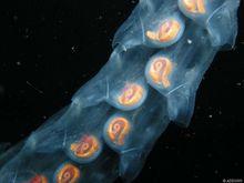 連線成群的樽海鞘 近看圖