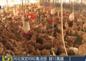 H5N2禽流感