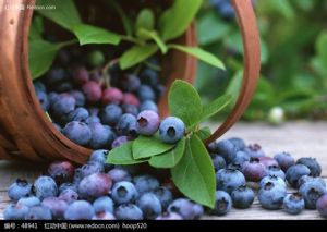 藍莓提取物
