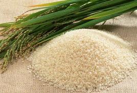 江永香米 江永香米