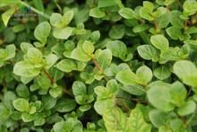 刺花蓮子草 刺花蓮子草