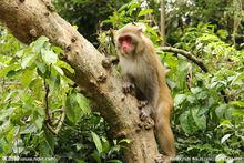 野生猴照片集錦