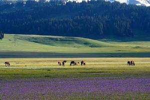 伊犁地區 伊犁地區