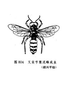 叉突節腹泥峰 叉突節腹泥峰