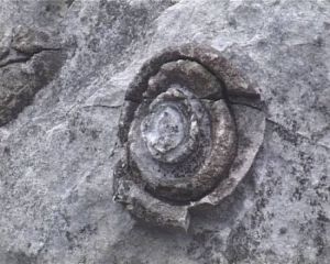 石頭開花[鄧勝利演唱的歌曲]