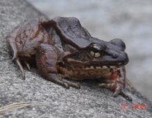 劉氏髭蟾圖片說明