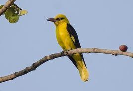 印度金黃鸝 印度金黃鸝