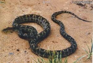 （圖）原矛頭蝮