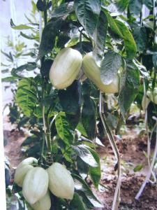 人參果綿疫病 人參果綿疫病