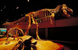 中生代恐龍化石廳 中生代恐龍化石廳