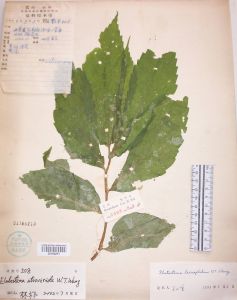 深綠樓梯草 深綠樓梯草