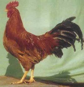 莊河大骨雞 莊河大骨雞