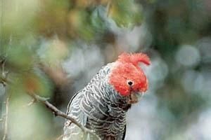 鋼鋼巴丹鳳頭鸚鵡 鋼鋼巴丹鳳頭鸚鵡