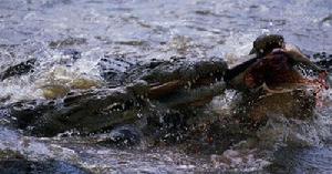 大聖露西亞沼澤公園