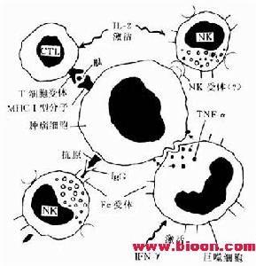腫瘤細胞的殺滅機制