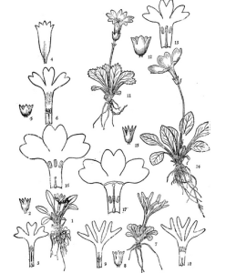 匍莖小報春 匍莖小報春