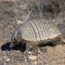 六絆犰狳 六絆犰狳